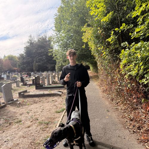 Greyhound Walking